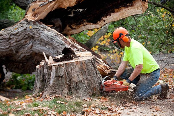 Best Tree Disease Treatment  in Abilene, TX